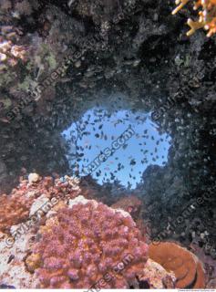 Red Sea Coral 4